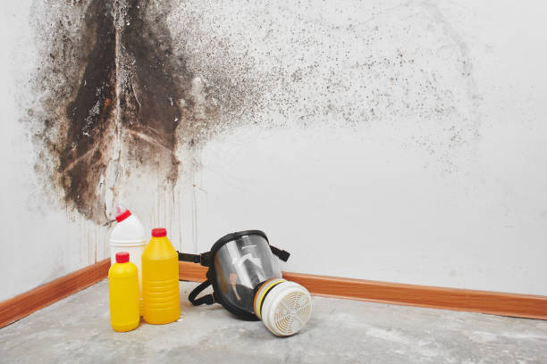 Best Mold Remediation  in Belding, MI