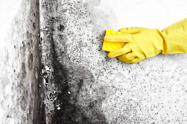 Home Mold Removal in Belding, MI