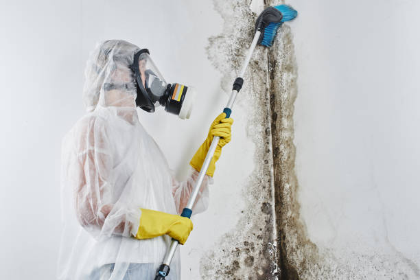 Mold Removal and Inspection in Belding, MI