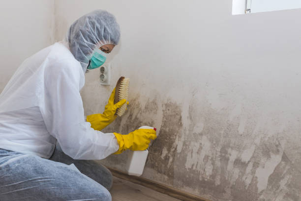 Best Affordable Mold Removal  in Belding, MI