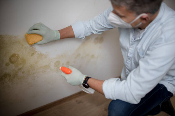Best Water Damage Restoration  in Belding, MI