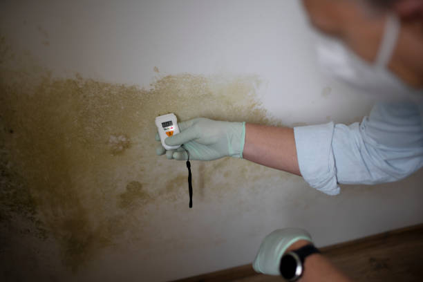 Best Local Mold Removal Service  in Belding, MI