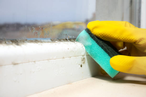 Best Residential Mold Removal  in Belding, MI