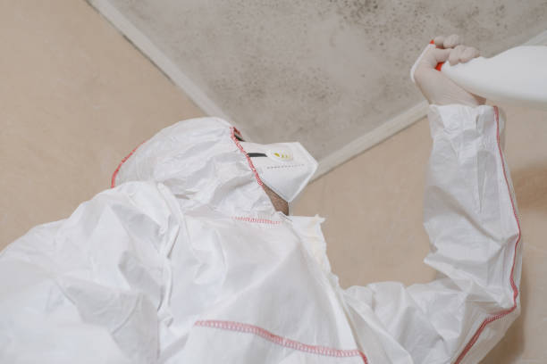 Best Same-Day Mold Removal  in Belding, MI