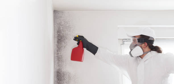 Best Mold Removal Company Near Me  in Belding, MI