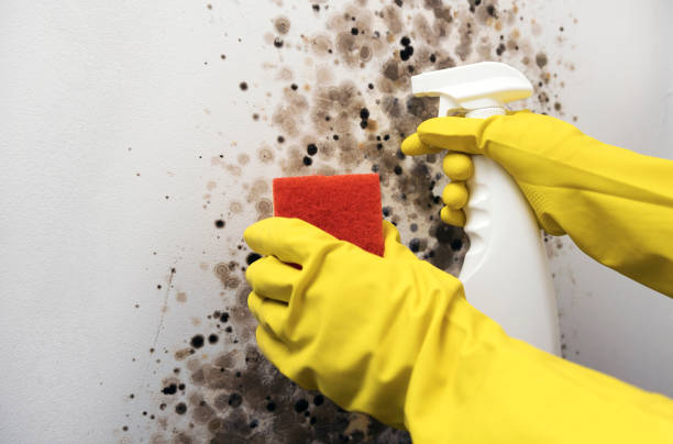 Best Office Mold Removal Services  in Belding, MI