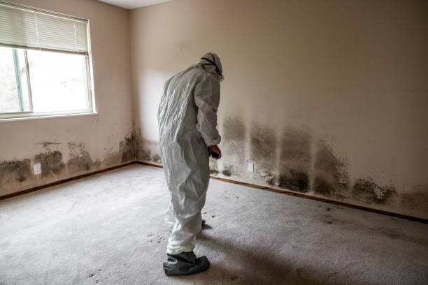 Best Home Mold Removal  in Belding, MI