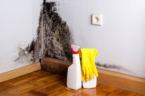 Best Mold Removal Near Me  in Belding, MI