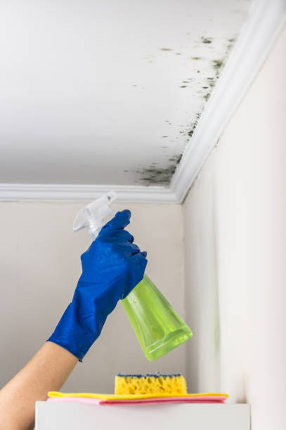Belding, MI Mold Removal Company