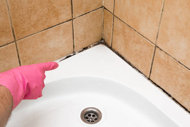 Best Black Mold Removal  in Belding, MI
