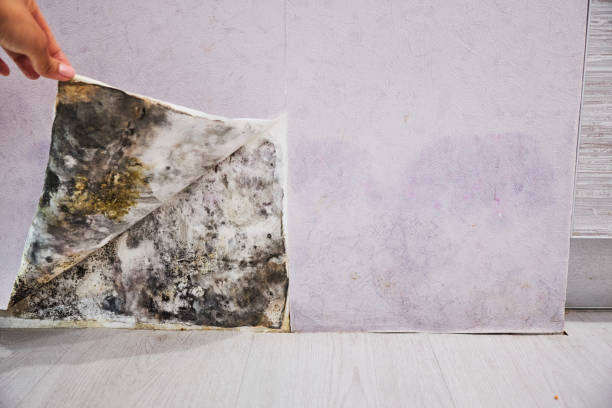 Best Commercial Mold Removal  in Belding, MI